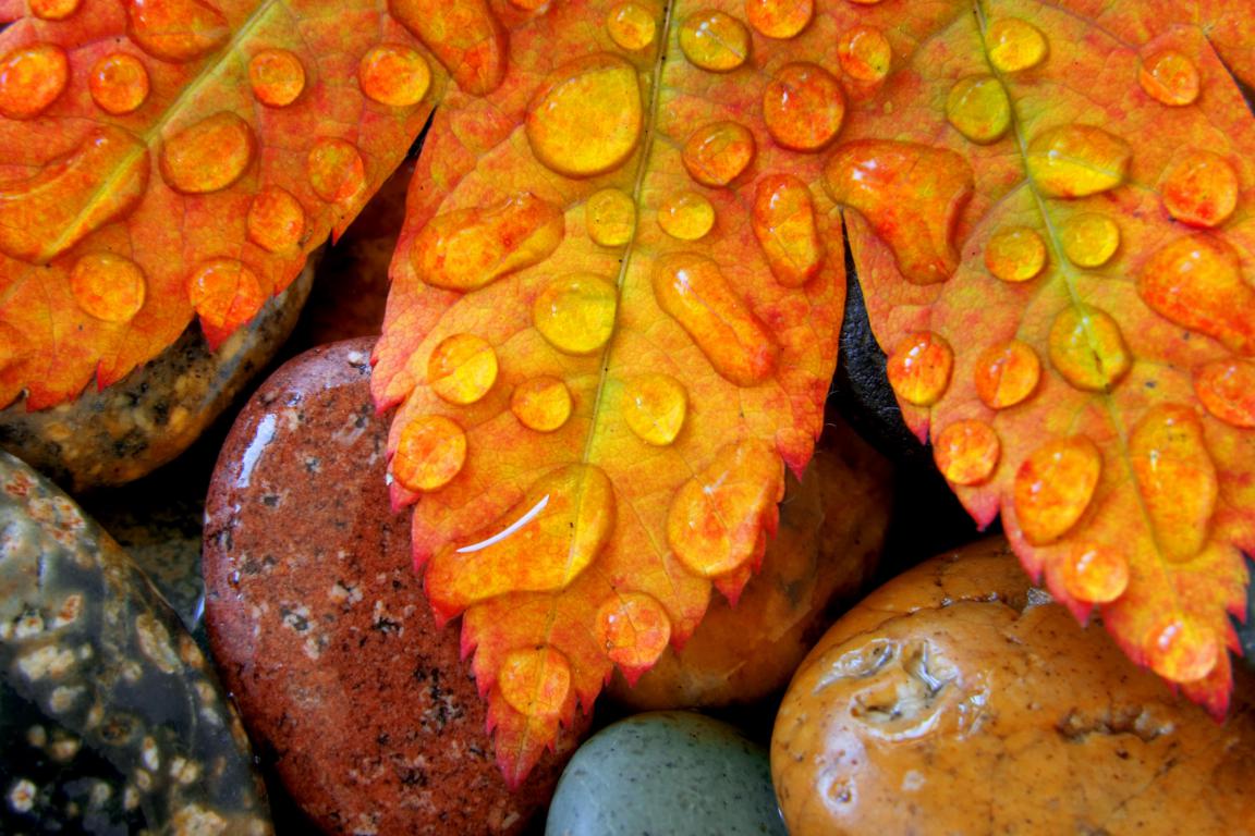 باران در قاب طبیعت+تصاویر