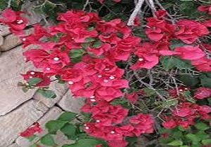 کاشت گسترده گل های کاغذی در فضاهای های سبز خرمشهر
