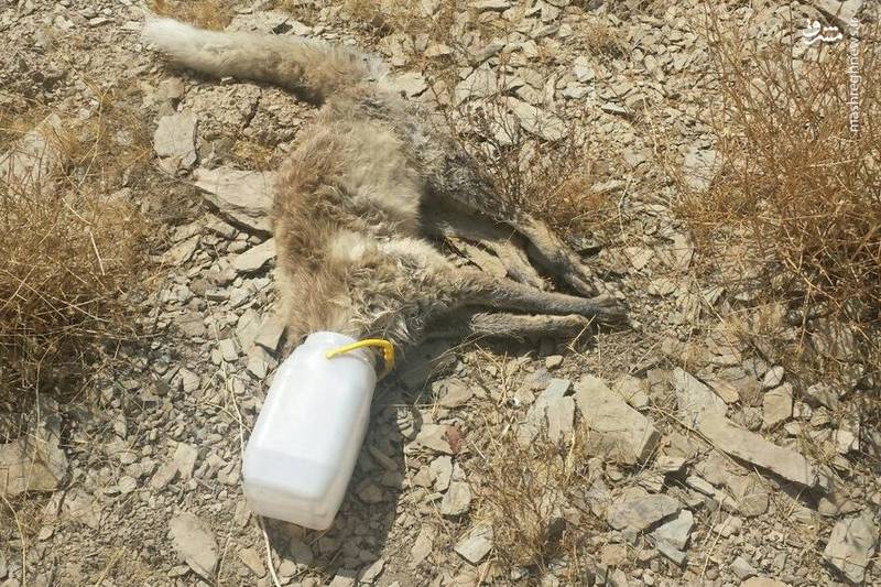 مرگ دردناک روباه در سطل ماست!