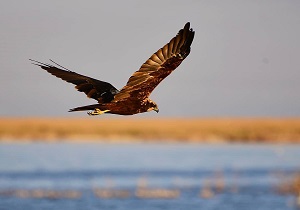 رهاسازی سه قطعه پرنده نایاب شکاری در شهرستان نمین
