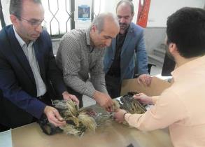 نجات ۲ قطعه بوتیمار در لنگرود