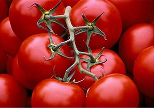 مبارزه بیولوژیکی با آفت‌های گوجه فرنگی در ارسنجان