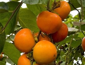 آغاز برداشت خرمالو از باغ‌های گیلان