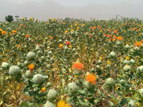 تولید 33 درصد گیاهان دارویی کشور در خراسان رضوی
