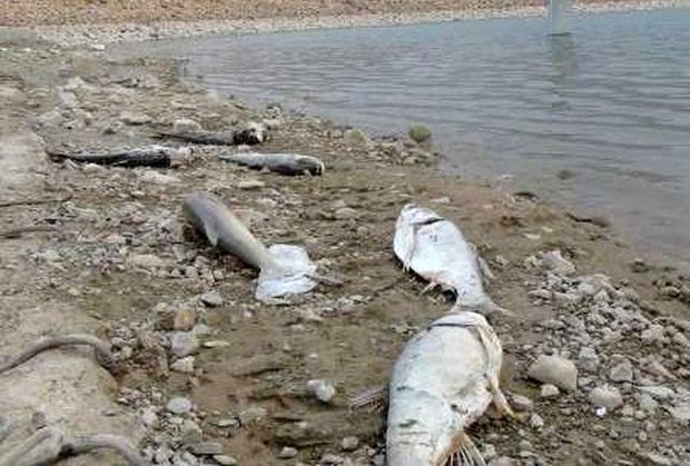 بزرگنمایی در انتشار تصاویر ماهی های تلف شده/ فاصلاب علت از بین رفتن ماهی ها نیست