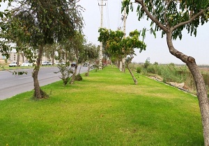 ۱۲/۶۶ متر مربع، سرانه فضای سبز برای هر شهروند بیرجندی