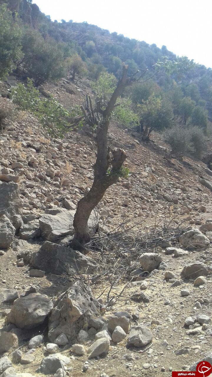 تصاویری از محیط زیست نابوده شده در &laquo;آبسرده&raquo;
