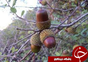 نگاهی گذرا به مهمترین رویداد&zwnj;های دوشنبه ۲۳ مهرماه در مازندران