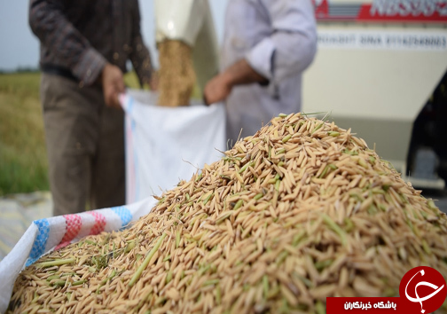حال خوب برنج مازندران