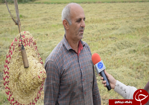 حال خوب برنج مازندران
