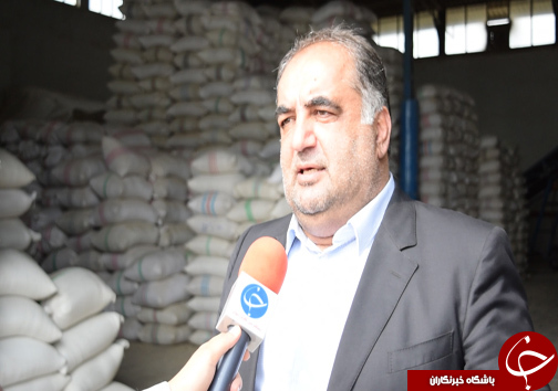 حال خوب برنج مازندران