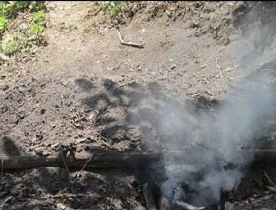 شناسایی عامل تخریب درختان جنگلی و کوهستانی آستارا