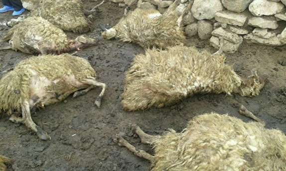 خسارت 55 میلیون تومانی در حمله گرگ به  آغل گوسفندان در خرمدره