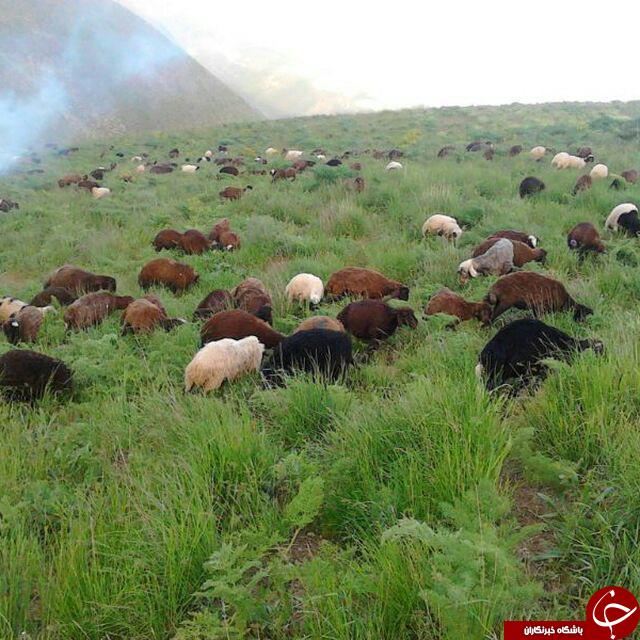 تصاویری از طبیعت دیدنی در روستای عربچه