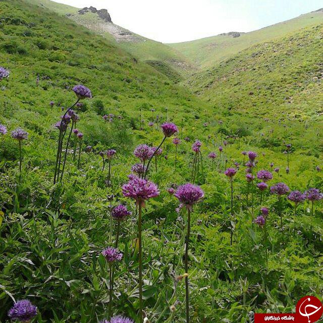 تصاویری از طبیعت دیدنی در روستای عربچه