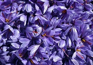 ربایش نیروهای ایرانی در مرز میرجاوه / مرز خسروی باز نشد / دستگیری عامل اختلاس میلیاردی