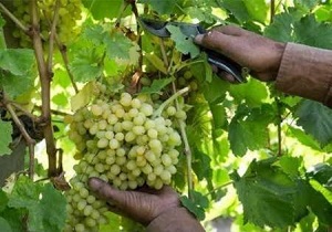 شهد انگور به کام اقتصاد