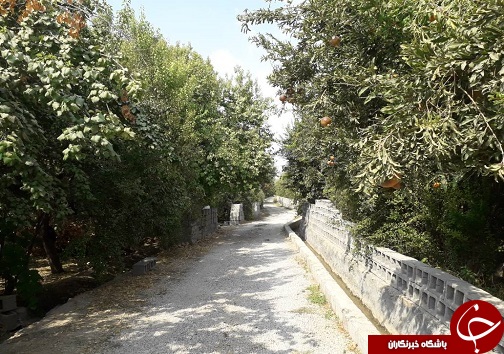 آغاز اولین جشنواره انار در باغملک