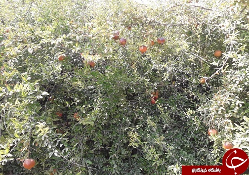 آغاز اولین جشنواره انار در باغملک