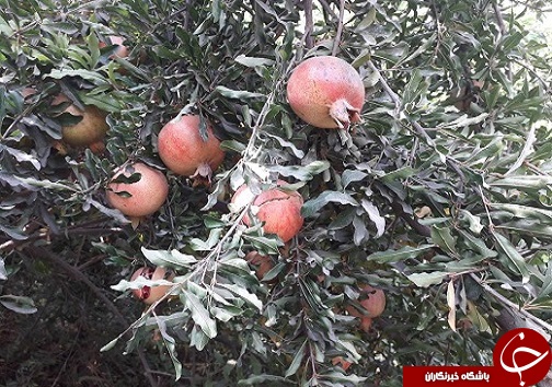 آغاز اولین جشنواره انار در باغملک
