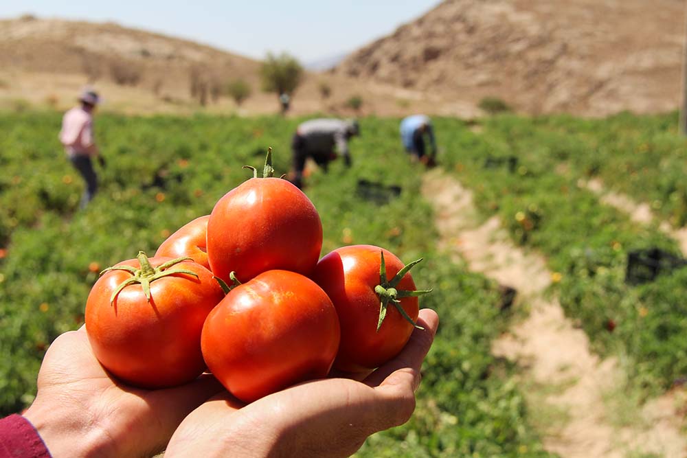 برداشت گوجه فرنگی در تربت جام به پایان رسید