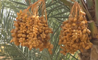 نخستین برداشت خرمای دیم و اورگانیک در آران و بیدگل
