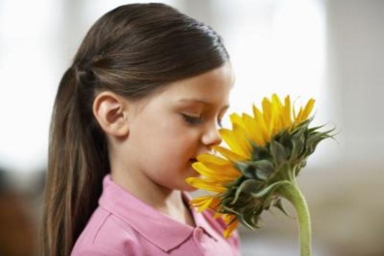 چرا حس بویایی ضعیف می شود؟