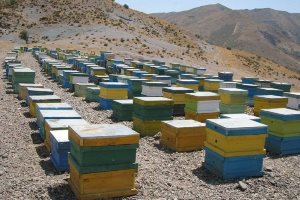 اجرای طرح آمارگیری زنبور عسل در گیلان