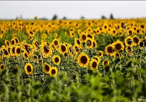آغاز برداشت تخمه آفتاب گردان از سطح ۱۲۰ هکتار از مزارع سطح زیرکشت گیلانغرب