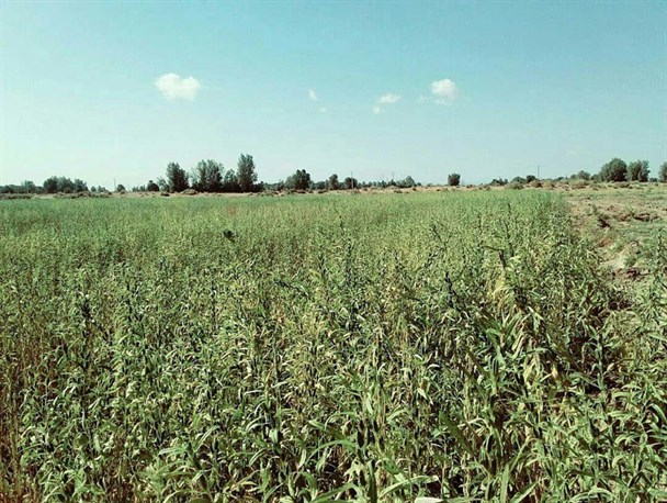 آغاز برداشت کنجد در دشتی