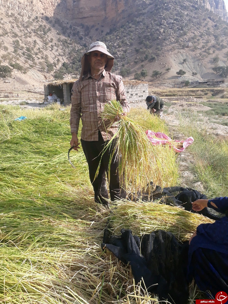 برداشت برنج در &laquo;دیمگه تنگ چویل&raquo; + تصاویر