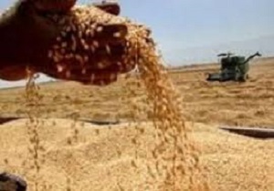 پرداخت بهای خرید تضمینی گندم به 75 درصد رسید