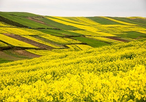 برداشت بیش از 17 هزار تن کلزا در پارس آباد پیش بینی می شود