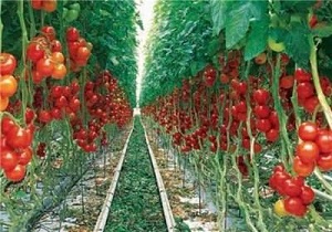 تولید سالانه بیش از 500 تن محصولات گلخانه ای در شهرستان نمین