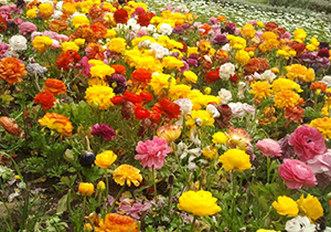 بهره برداری از باغ گل‌های شیراز