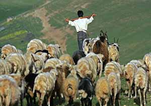 کوچ پاییزه دامداران گیلانی آغاز شد
