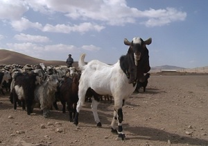 خبر