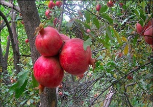 برداشت انار در الموت غربی