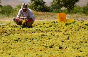 حذف دلالان و واسطه ها&zwnj;ی انگور و کشمش با کمک تعاونی&zwnj;ها