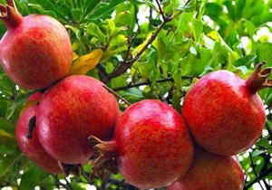 برداشت انار در چهارمحال و بختیاری آغاز شد