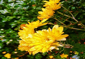 آغاز جشنواره مهرگان گلهای داودی در مهدیشهر