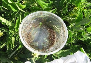 جدال براکون ها با آفات مزارع بهبهان