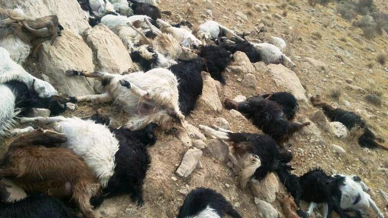 تلف شدن 25 راس احشام بر اثر رعد و برق