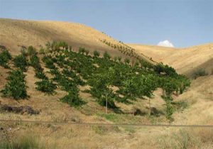 کشت باغات دیم در ۷ هزار هکتار زمین شیب‌دار