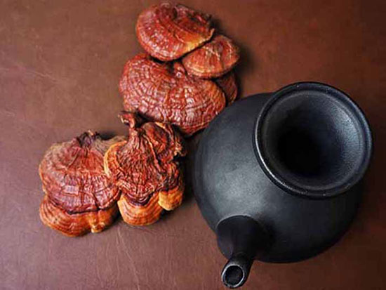 چای گانودرما چیست و چه خواصی دارد؟