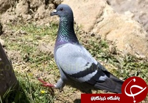 نجات کبوتر وحشی بالای دکل مخابراتی در لرستان