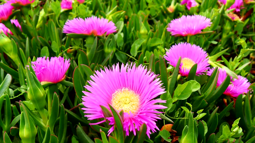 ناز عقربی زینت بخش فضاهای سبز کرمان