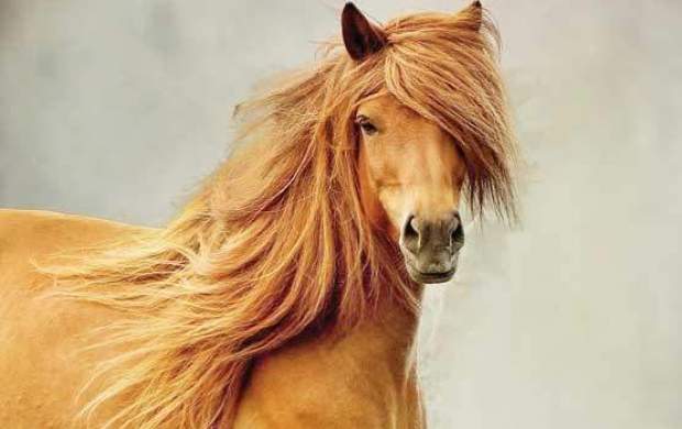 وزیر دفاع آلمان اسب مغولی هدیه گرفت +عکس