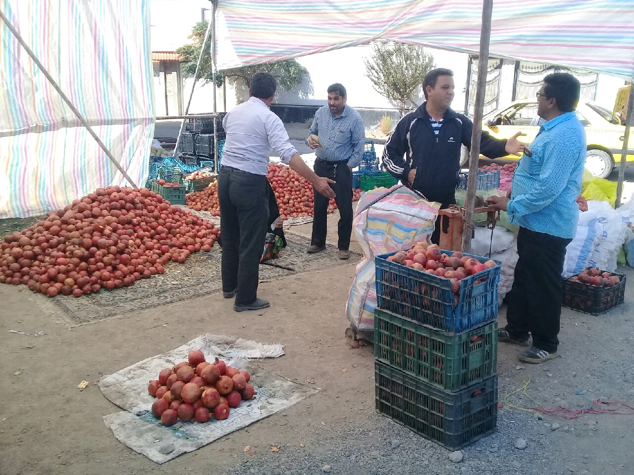 خسارت بیش از ۹۰۰ میلیارد ریال به انار کاران مه ولات/ راه اندازی اتحادیه صنفی انارکاران راه نجات کشاورز از دست دلالان است