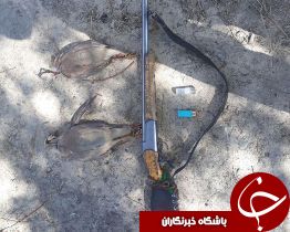 شکارچی کبک در ارتفاعات اشترانکوه دستگیر شد